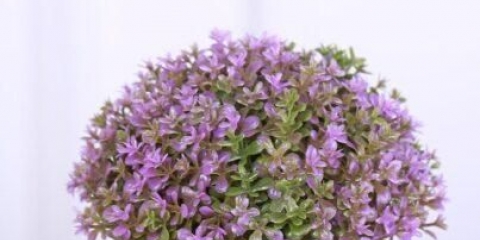 Uzgoj timijana (majčine dušice) iz sjemena kod kuće na prozorskoj dasci